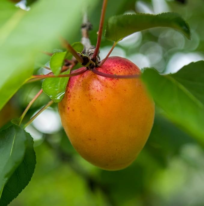 Apricot Kernel Oil - Direct from Spain and Turkey - 100% Pure Carrier Oil for Hair, Face, and Skin - Cold-Pressed Carrier Oils - (16 oz) 1 Pack