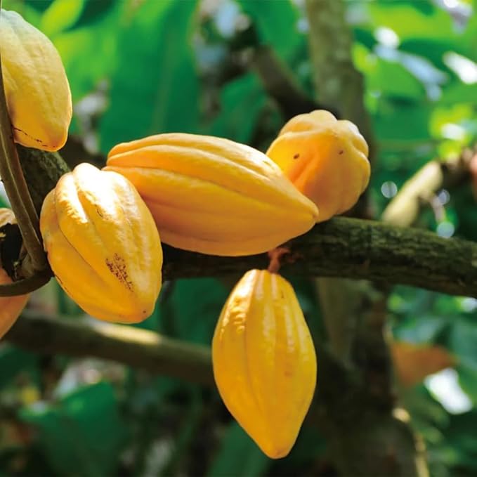 Aromatics International Cocoa Butter 4oz | Pure, Natural, Unrefined Moisturizing Butter for Skin, Hair, and DIY Skincare | Ideal for Hydration, Smooth Skin, and Lip Balms