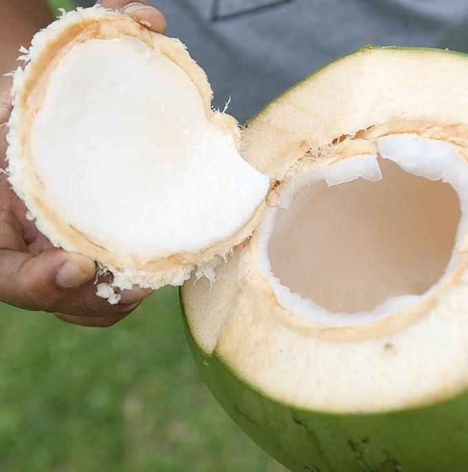 Fractionated Coconut Oil - Sourced Directly from our Farm Partner in the Philippines - Carrier Oil for Diluting Essential Oils, Body, Hair, and Skin Moisturizer - (32oz)