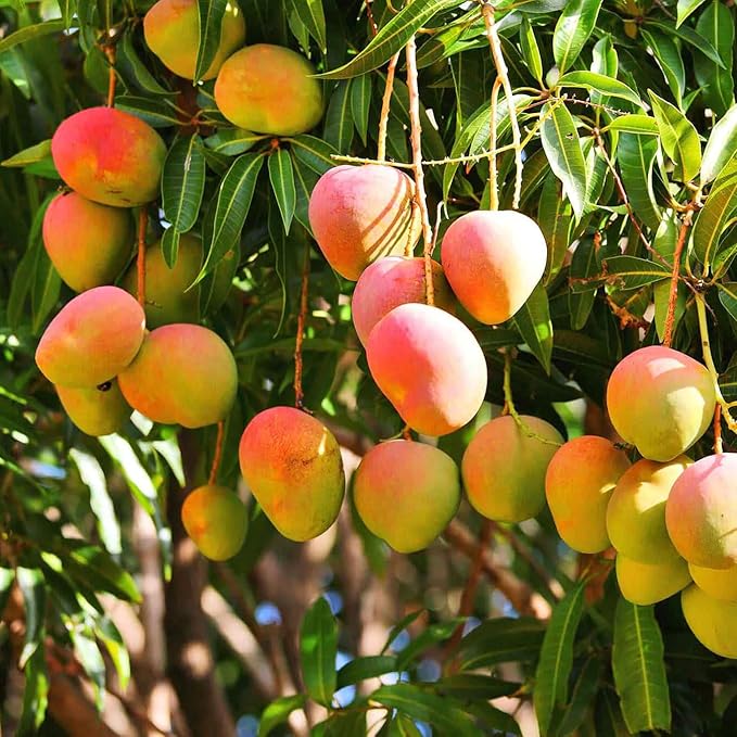 Aromatics International Mango Kernel Butter 4oz | Natural Plant-Based Body Butter for Skincare, Hair Care, DIY Lotions & Balms | Raw Unrefined Moisturizing Butter for Beauty & Aromatherapy Use