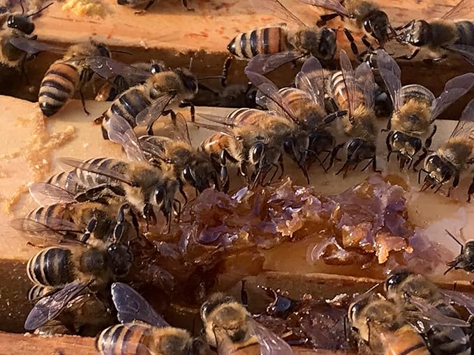 Salve, Hand Salve, Healing Balm, Dry Skin Salve with Beeswax and Propolis, Skin Repair, Moisturizer, All Natural, UNSCENTED BEE SALVE 1oz