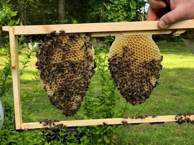 Salve, Hand Salve, Healing Balm, Dry Skin Salve with Beeswax and Propolis, Skin Repair, Moisturizer, All Natural, UNSCENTED BEE SALVE 1oz