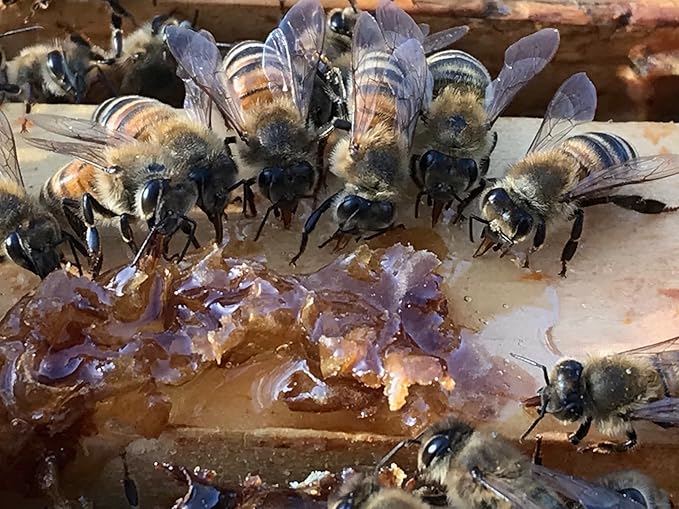 Salve, Hand Salve, Healing Balm, Dry Skin Salve with Beeswax and Propolis, Skin Repair, Moisturizer, All Natural, UNSCENTED BEE SALVE 1oz